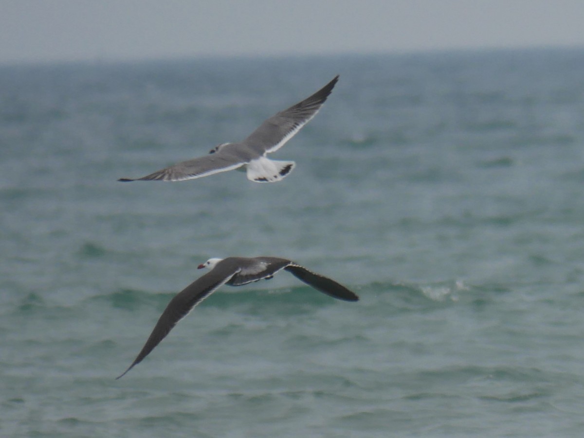 Gaviota Mexicana - ML415810031