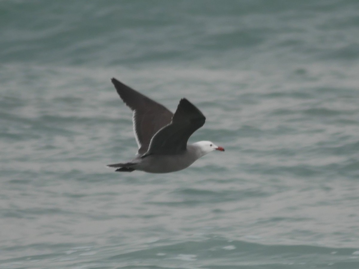 Gaviota Mexicana - ML415810061