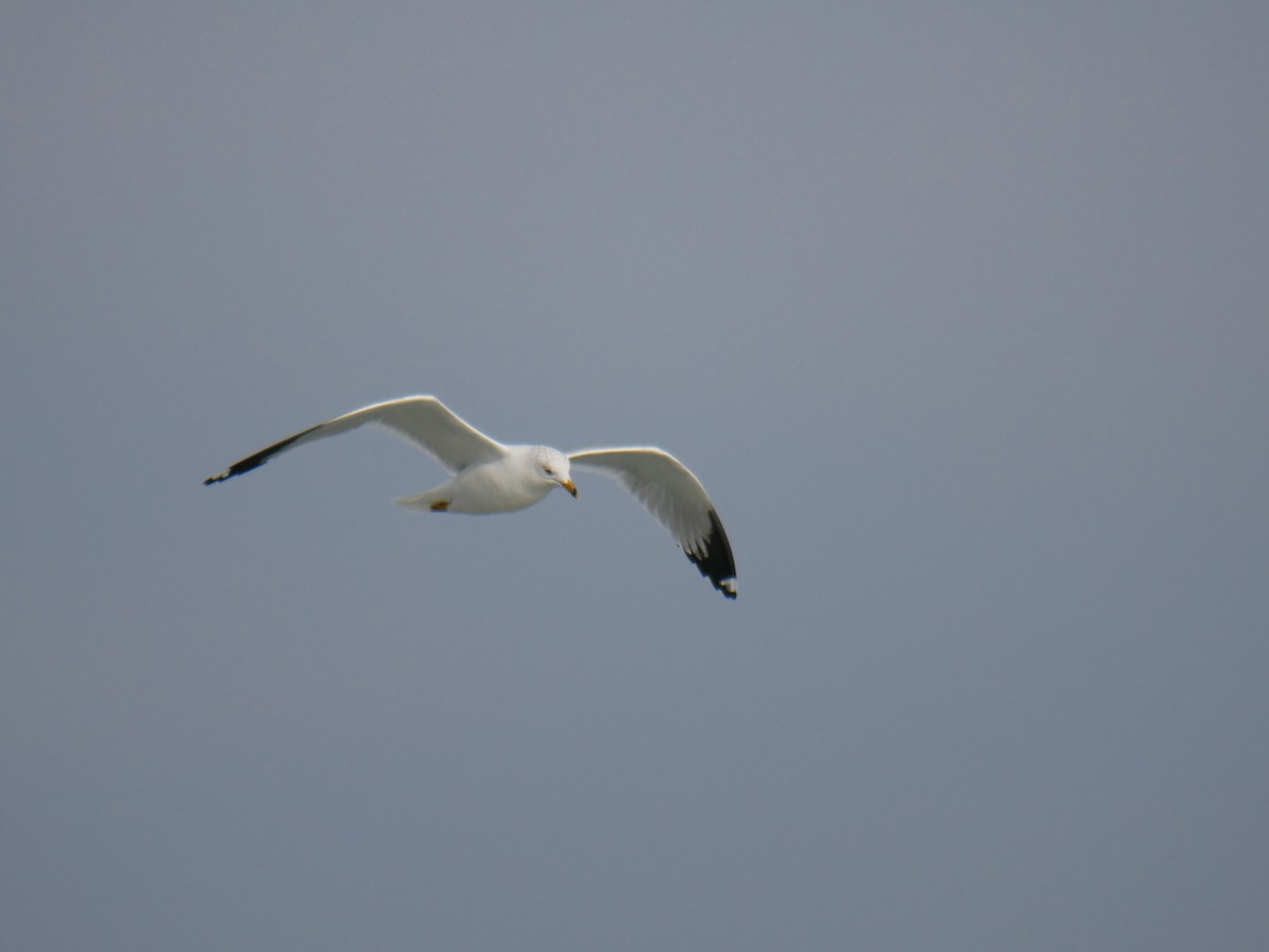 Ring-billed Gull - ML415810621