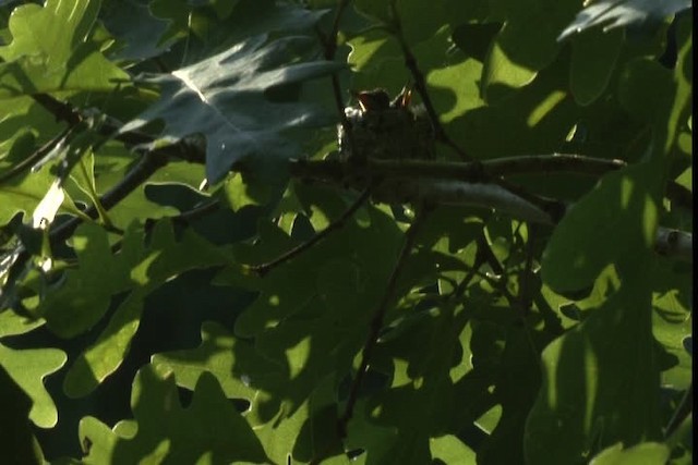 Ruby-throated Hummingbird - ML415811