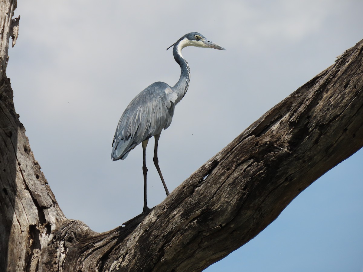 Black-headed Heron - ML415812641