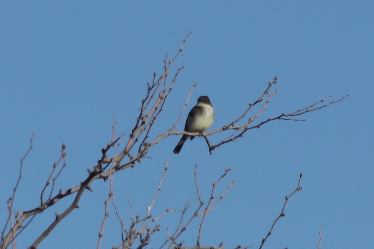 Eastern Phoebe - ML415815641