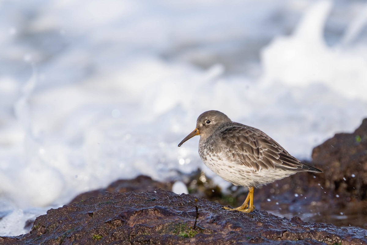 Purple Sandpiper - ML415815651