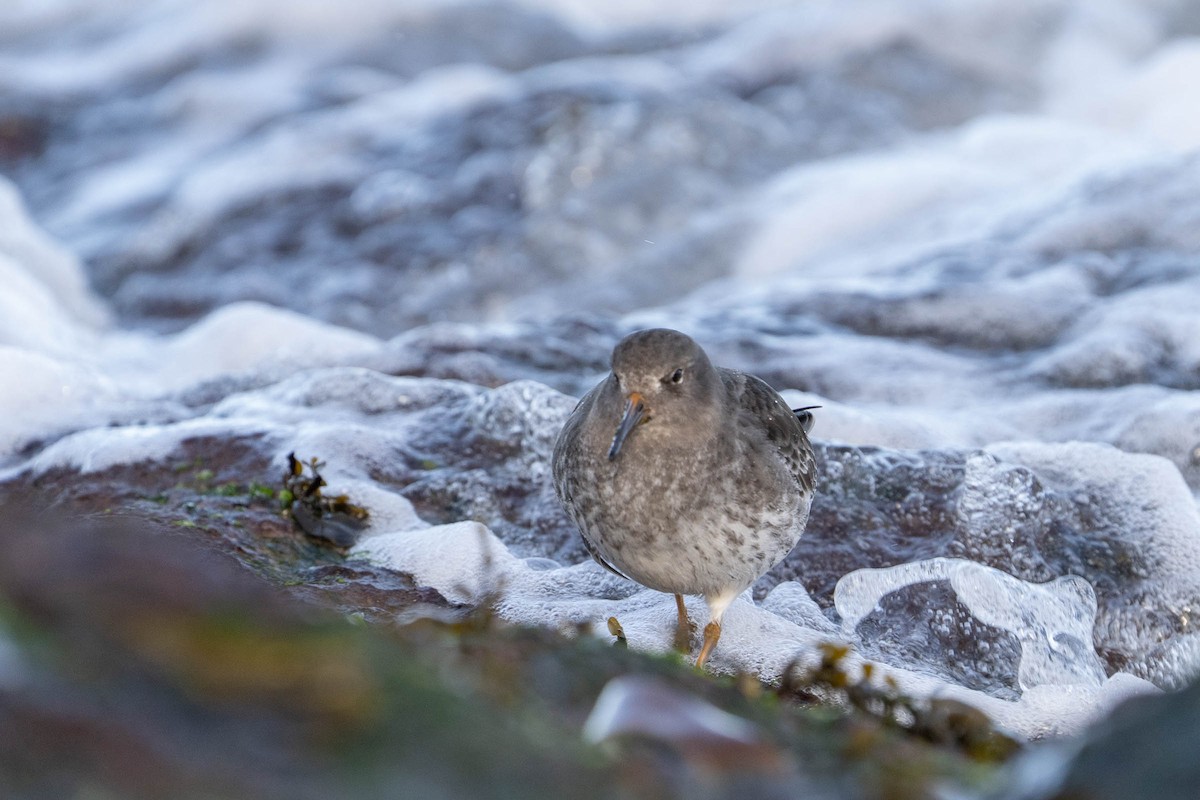 Purple Sandpiper - Colin Leslie