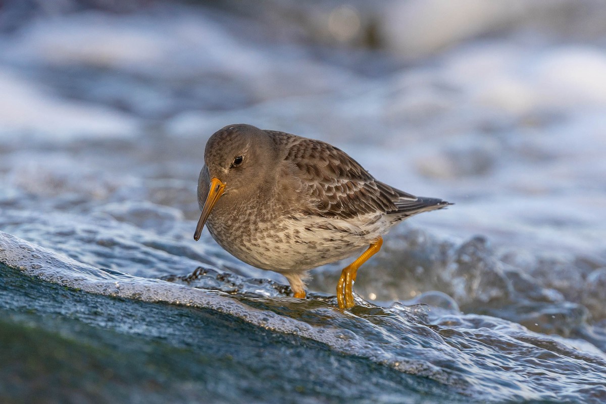 Purple Sandpiper - ML415815691