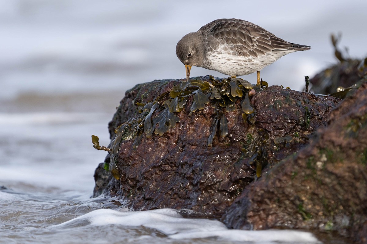 Purple Sandpiper - ML415815701