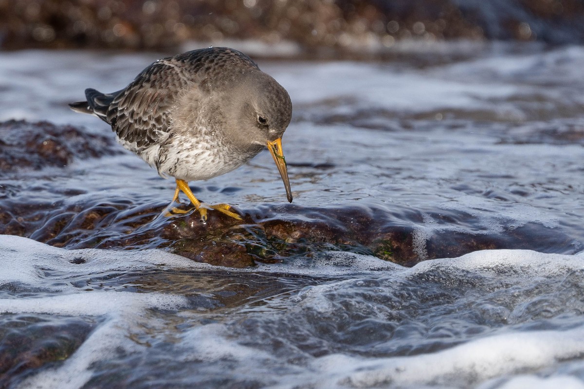 Purple Sandpiper - ML415815711