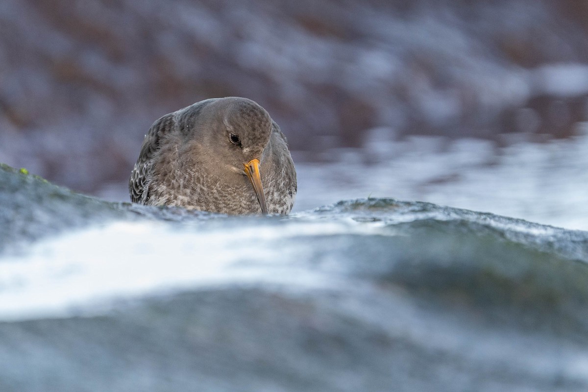 Purple Sandpiper - ML415815741