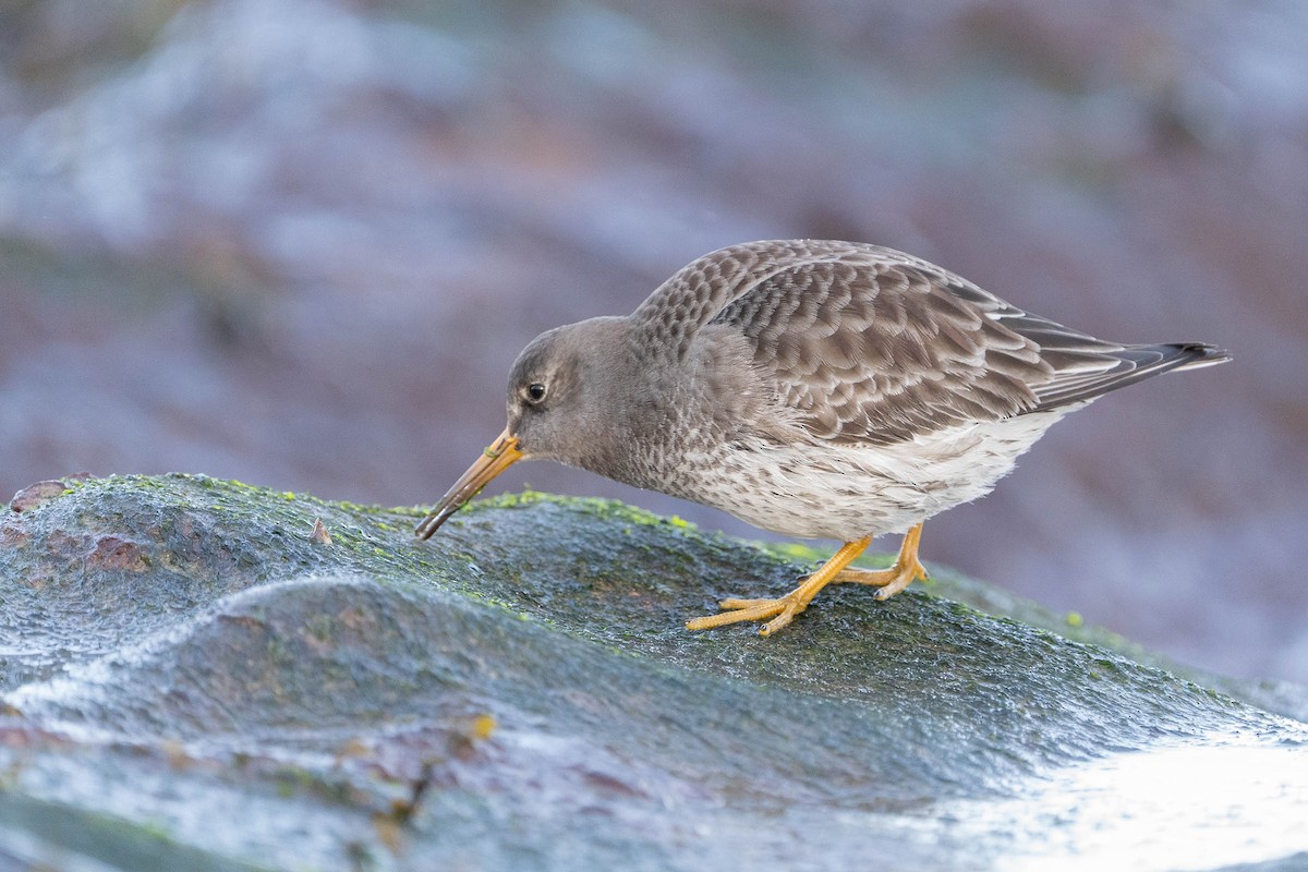 Purple Sandpiper - ML415815761