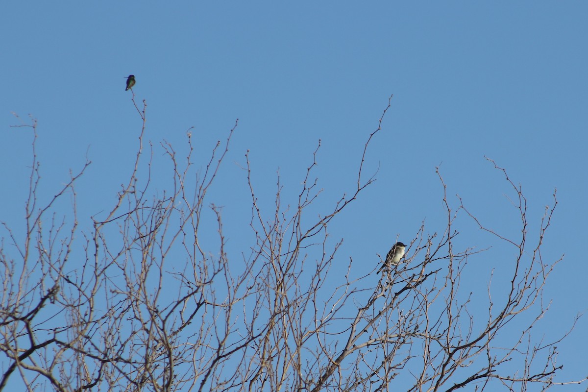 Eastern Phoebe - ML415815841