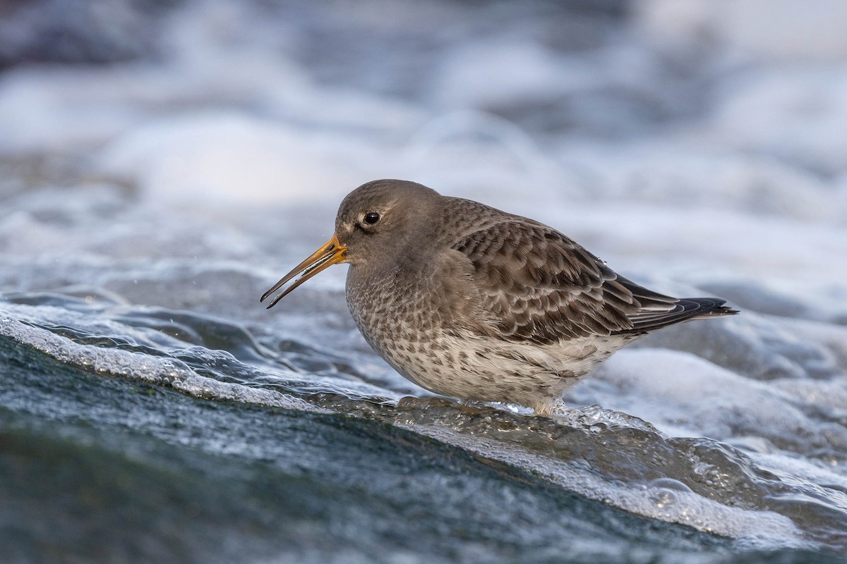 Purple Sandpiper - ML415816291