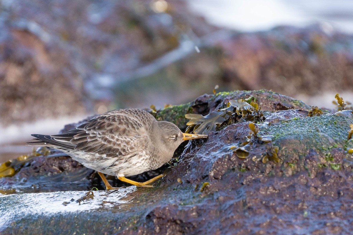 Purple Sandpiper - ML415816311