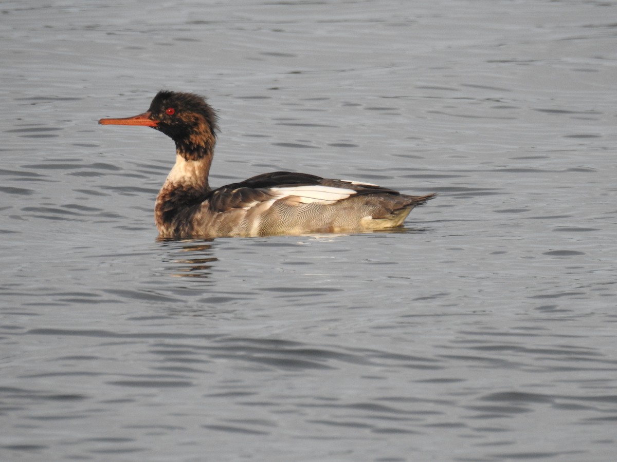 Red-breasted Merganser - Jody  Wells