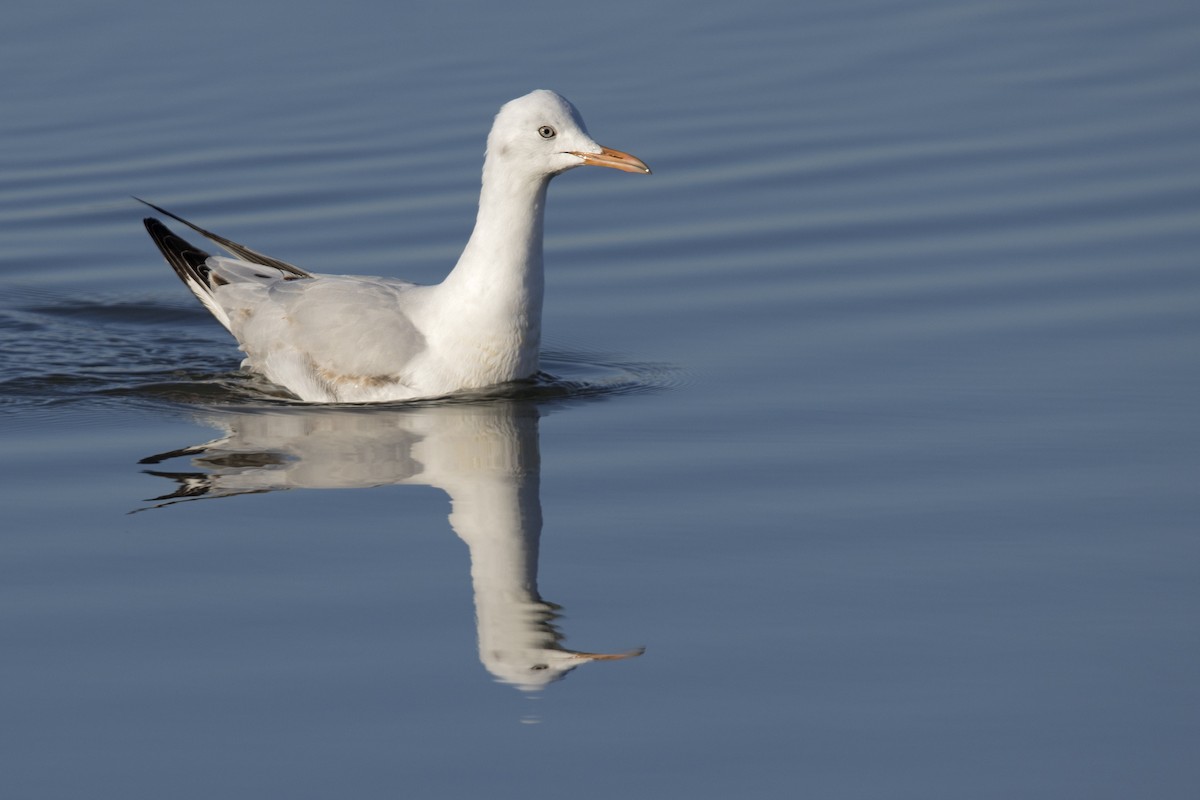 Slender-billed Gull - ML415818361