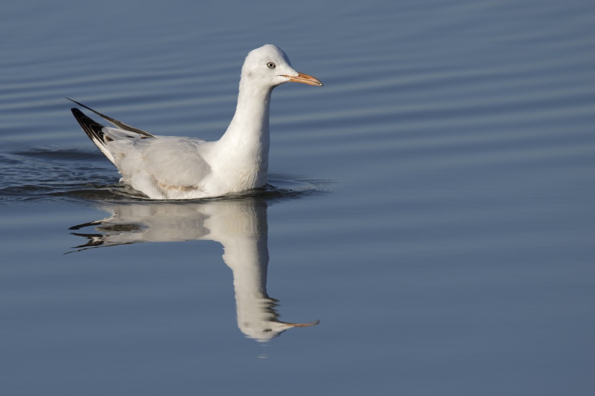 Slender-billed Gull - Joan Cabellos
