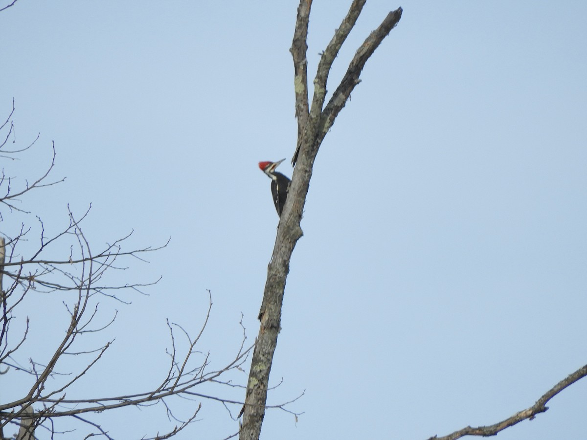 Pileated Woodpecker - ML415819381
