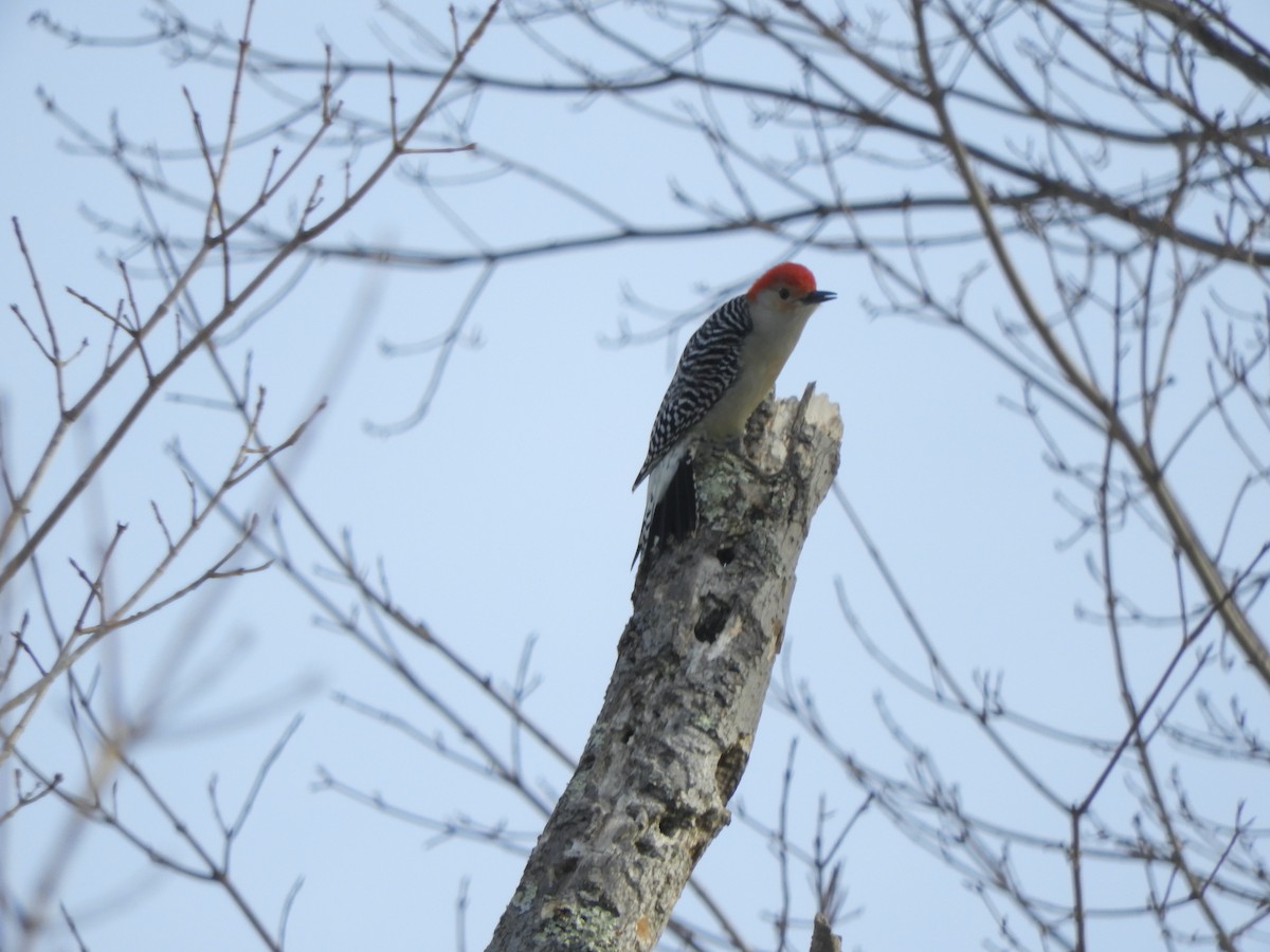 Red-bellied Woodpecker - ML415819851