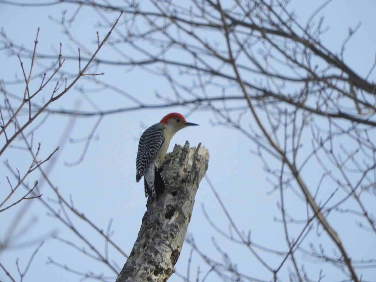 Red-bellied Woodpecker - ML415819861