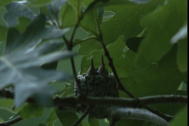 Ruby-throated Hummingbird - ML415820