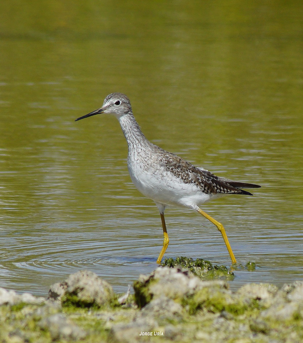 Lesser Yellowlegs - ML415820641