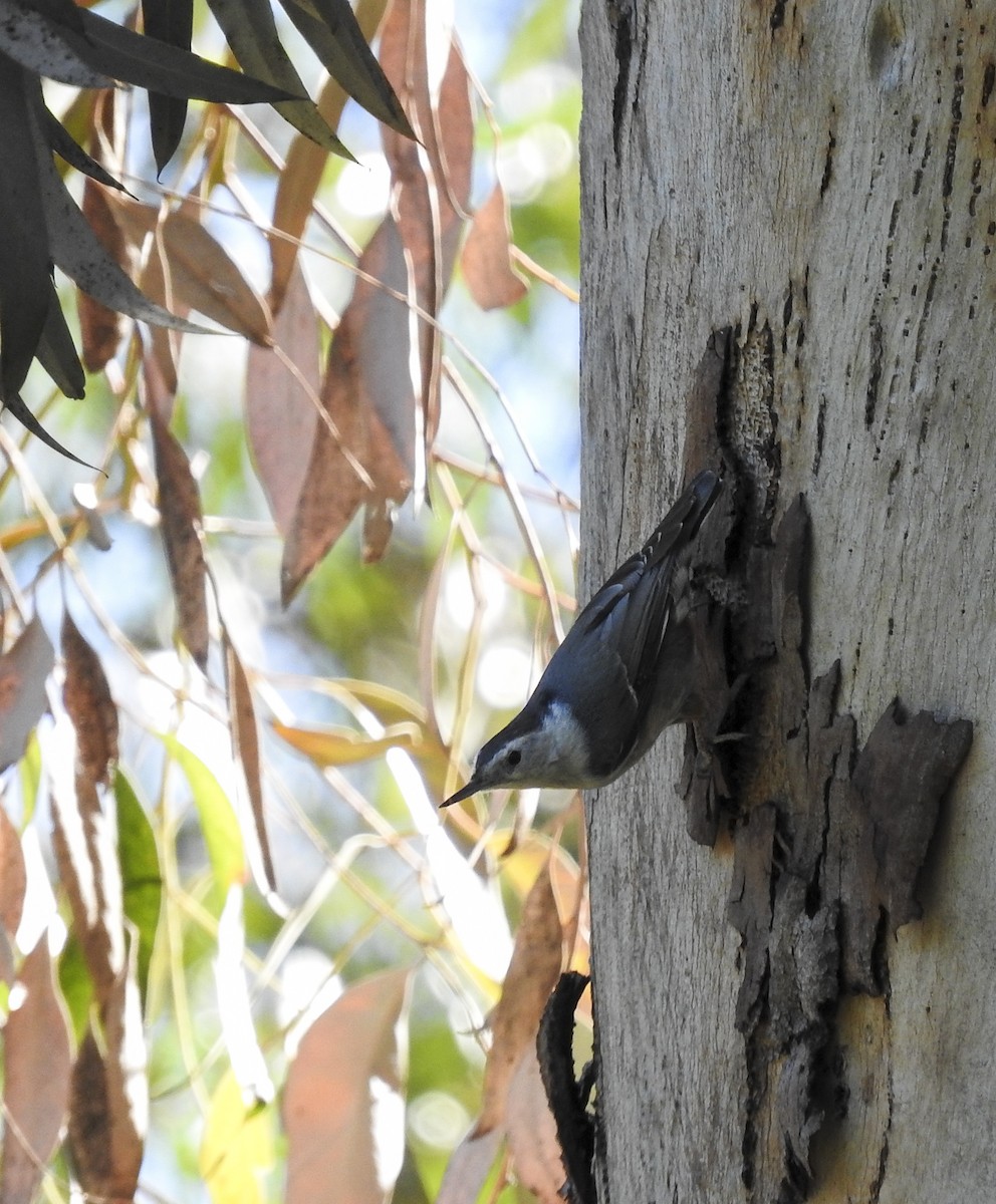 White-breasted Nuthatch - Mari Migliore