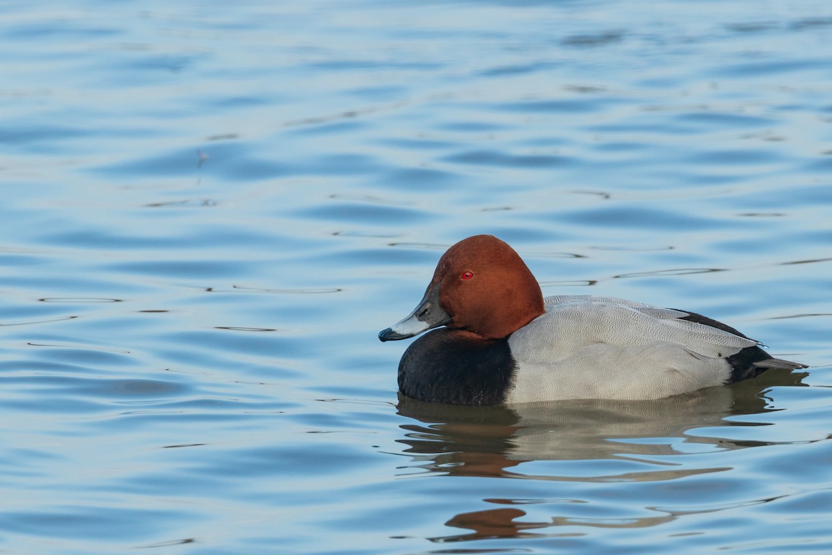 Common Pochard - Michael Violette