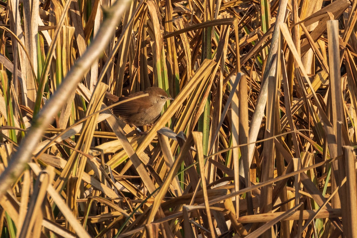 Cetti's Warbler - ML415823681