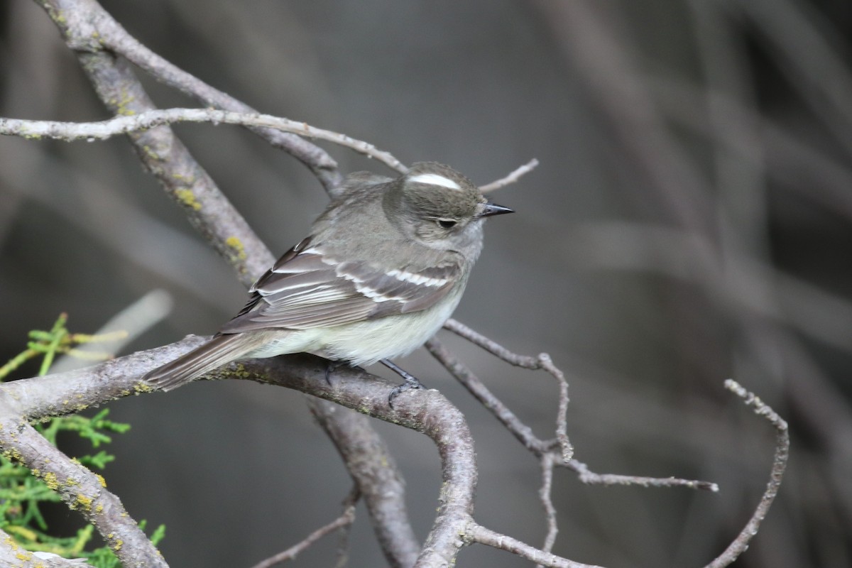 White-crested Elaenia - ML415823941