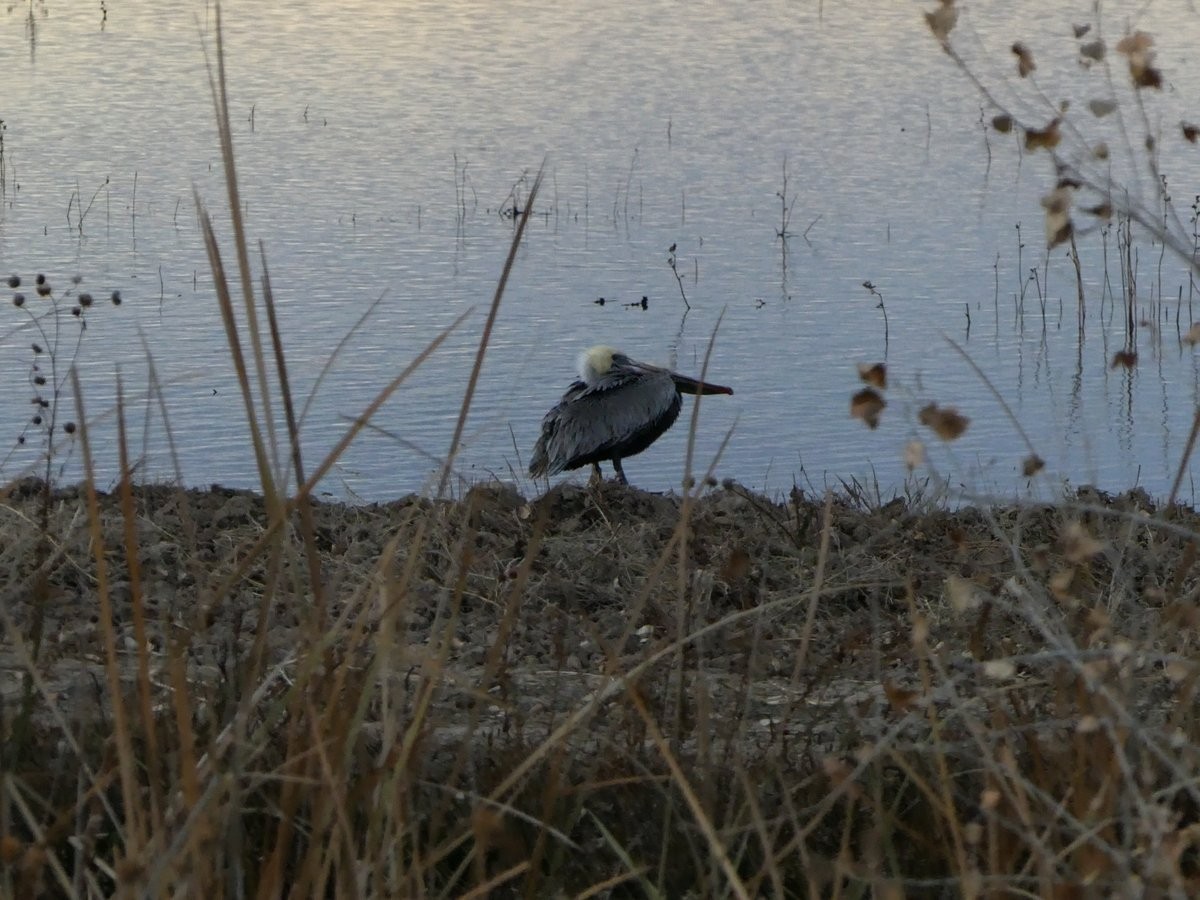 Brown Pelican - ML41582411