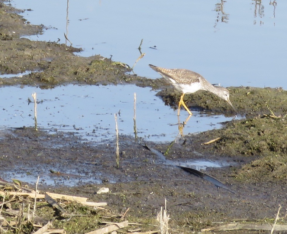 Greater Yellowlegs - ML415827111