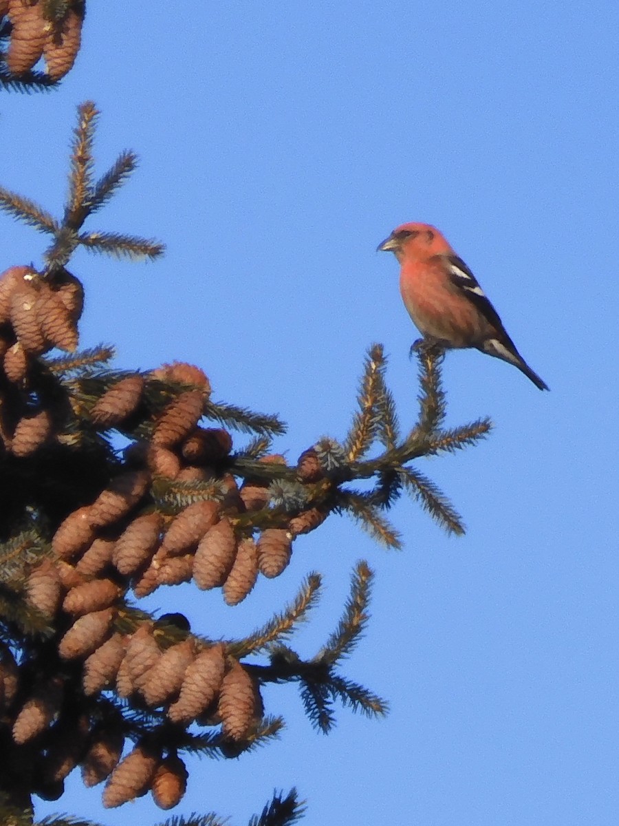 White-winged Crossbill - ML415828111