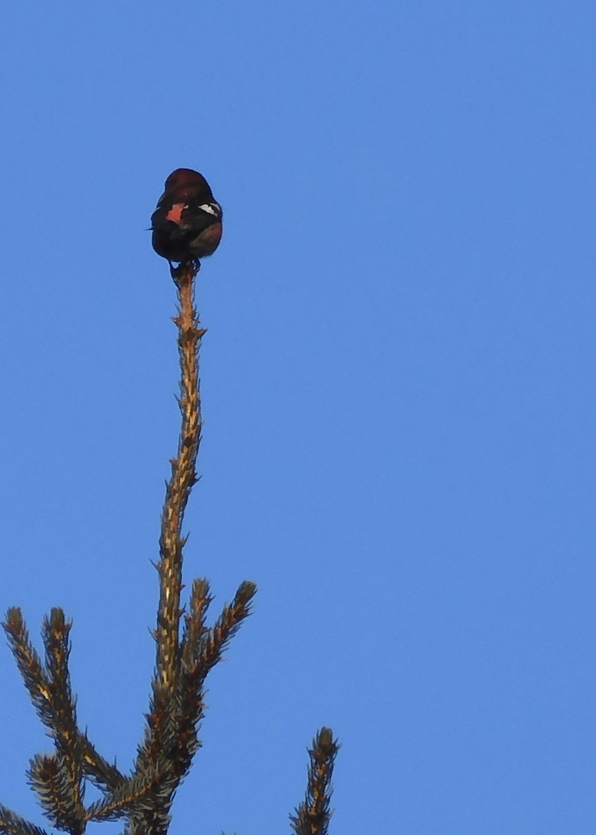 White-winged Crossbill - ML415828121