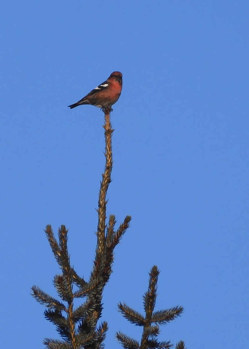 White-winged Crossbill - ML415828131