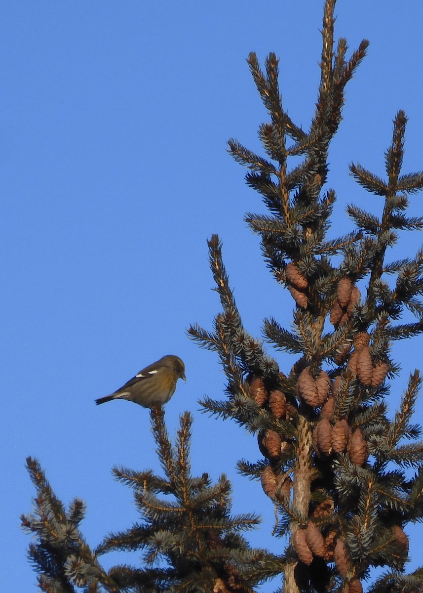 White-winged Crossbill - ML415828151