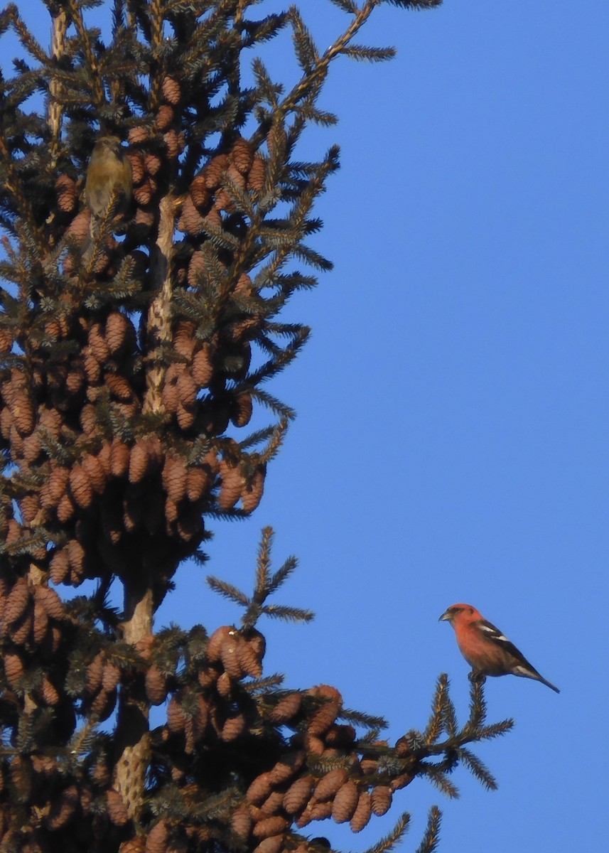 White-winged Crossbill - ML415828161