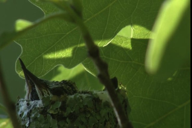 Ruby-throated Hummingbird - ML415829