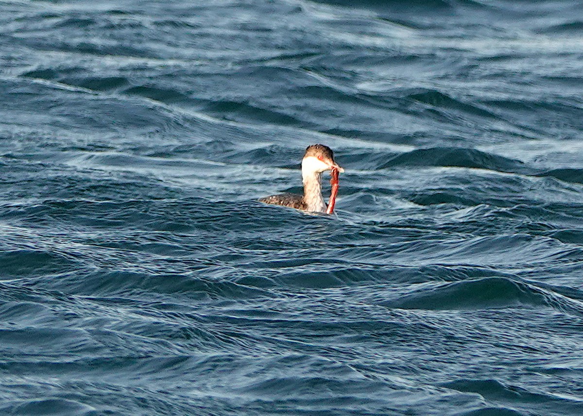 Horned Grebe - Peter Fang/ Gloria Smith