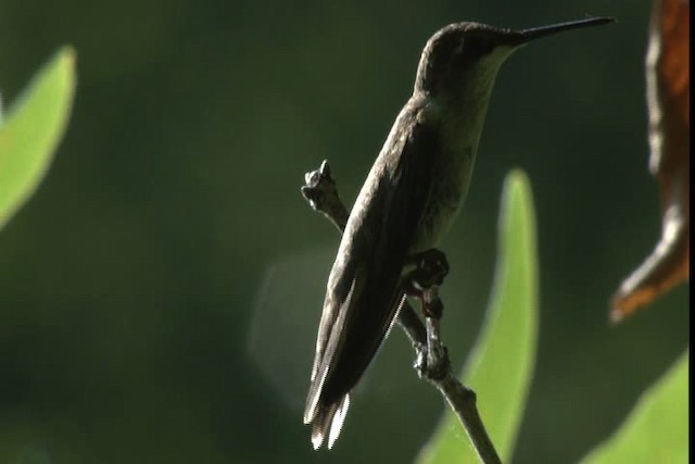 Ruby-throated Hummingbird - ML415831