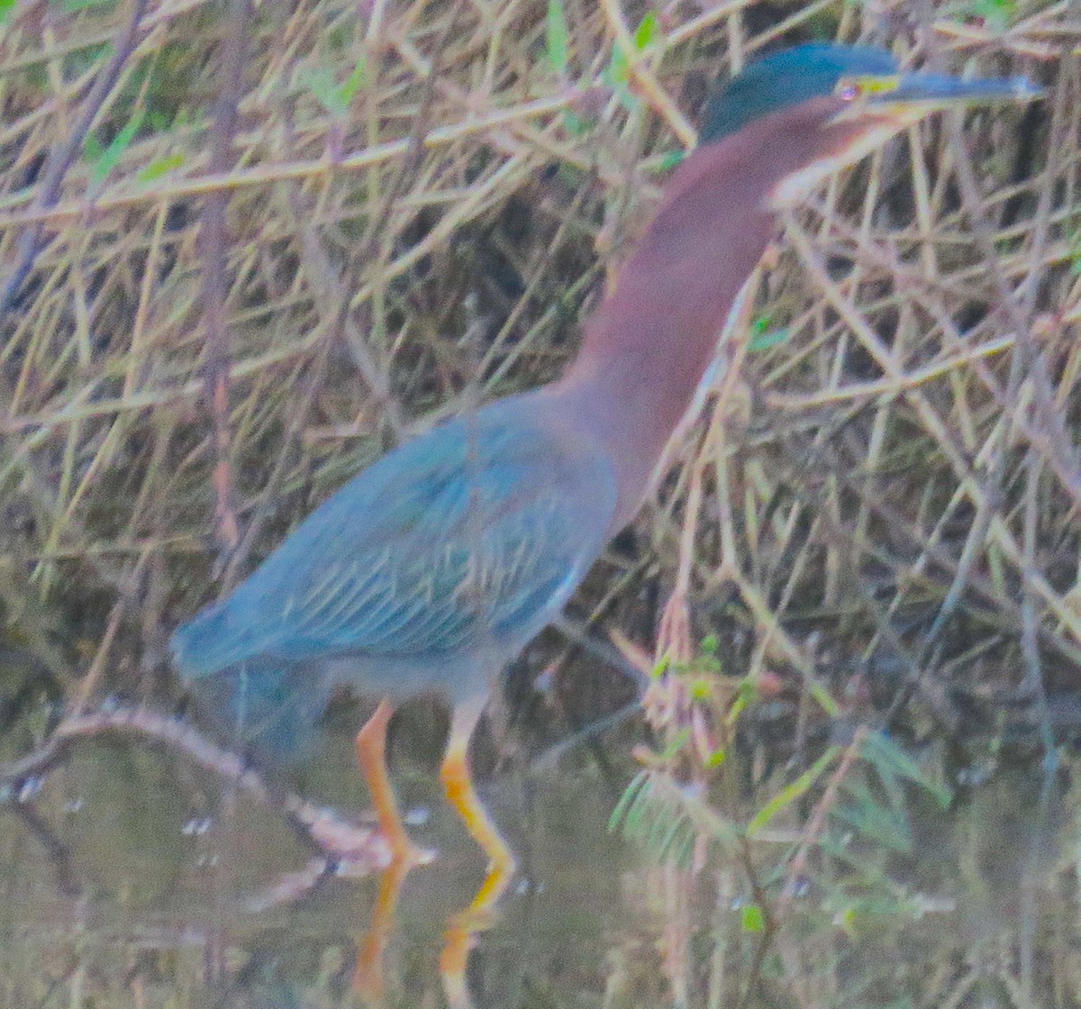 Green Heron - Robin Gurule