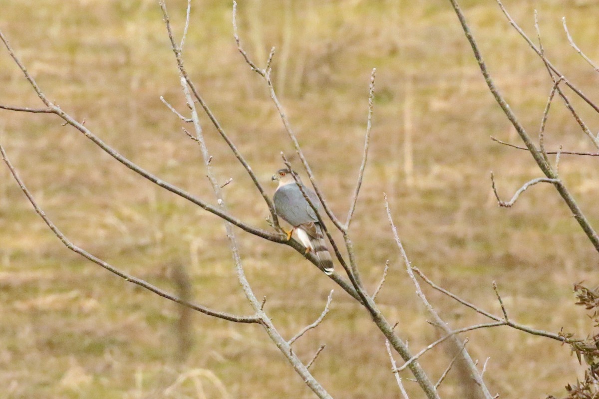 Cooper's Hawk - will williams