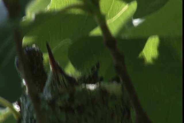 Рубиновогорлый колибри - ML415832