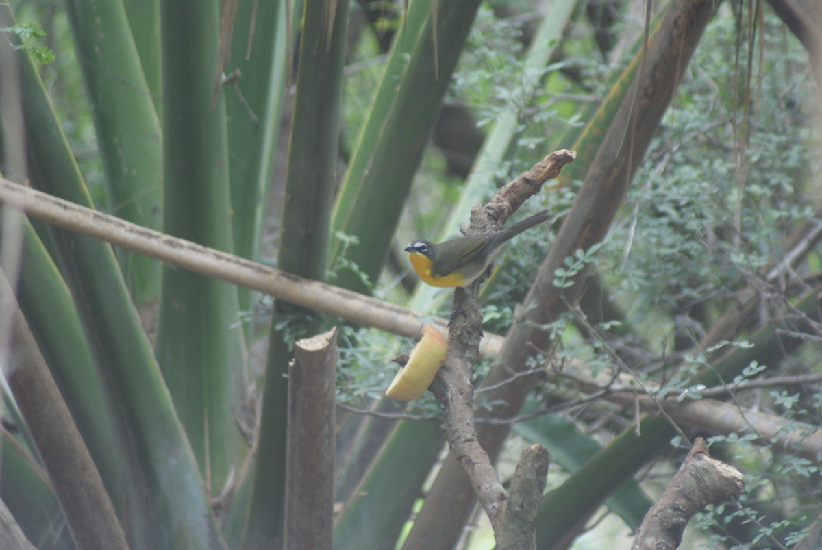 Yellow-breasted Chat - ML41583221