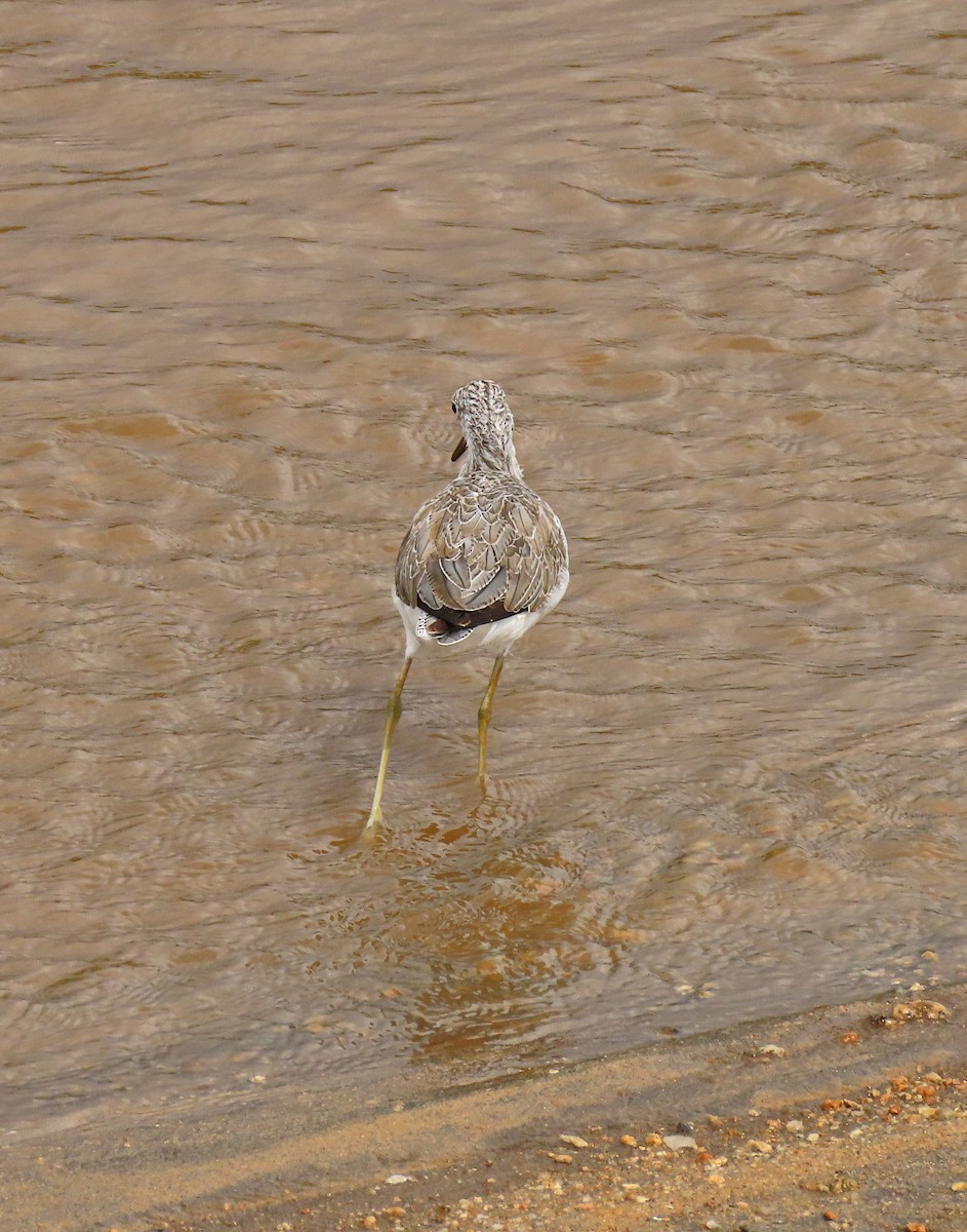 青足鷸 - ML415833821