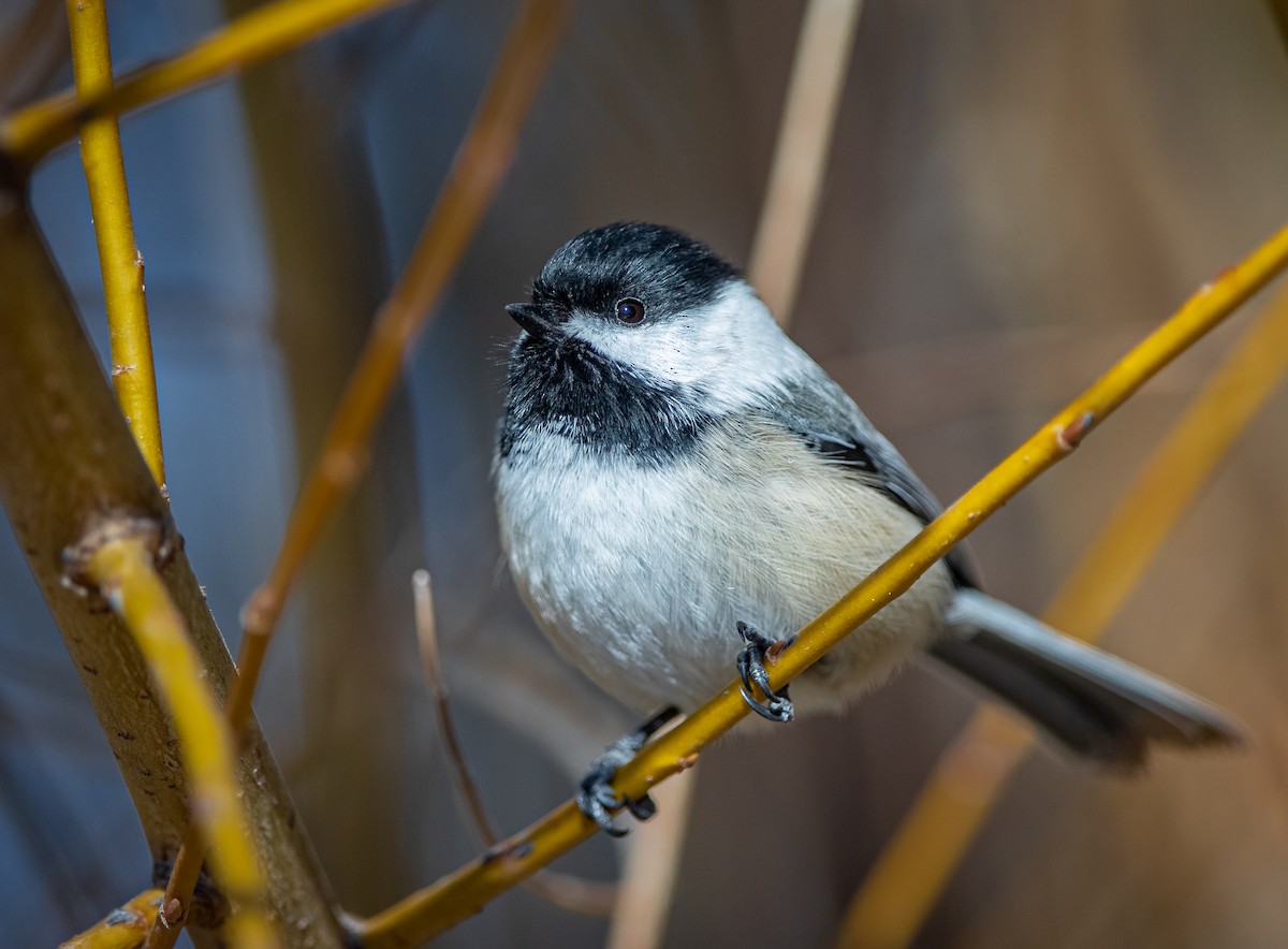 Black-capped Chickadee - ML415839791