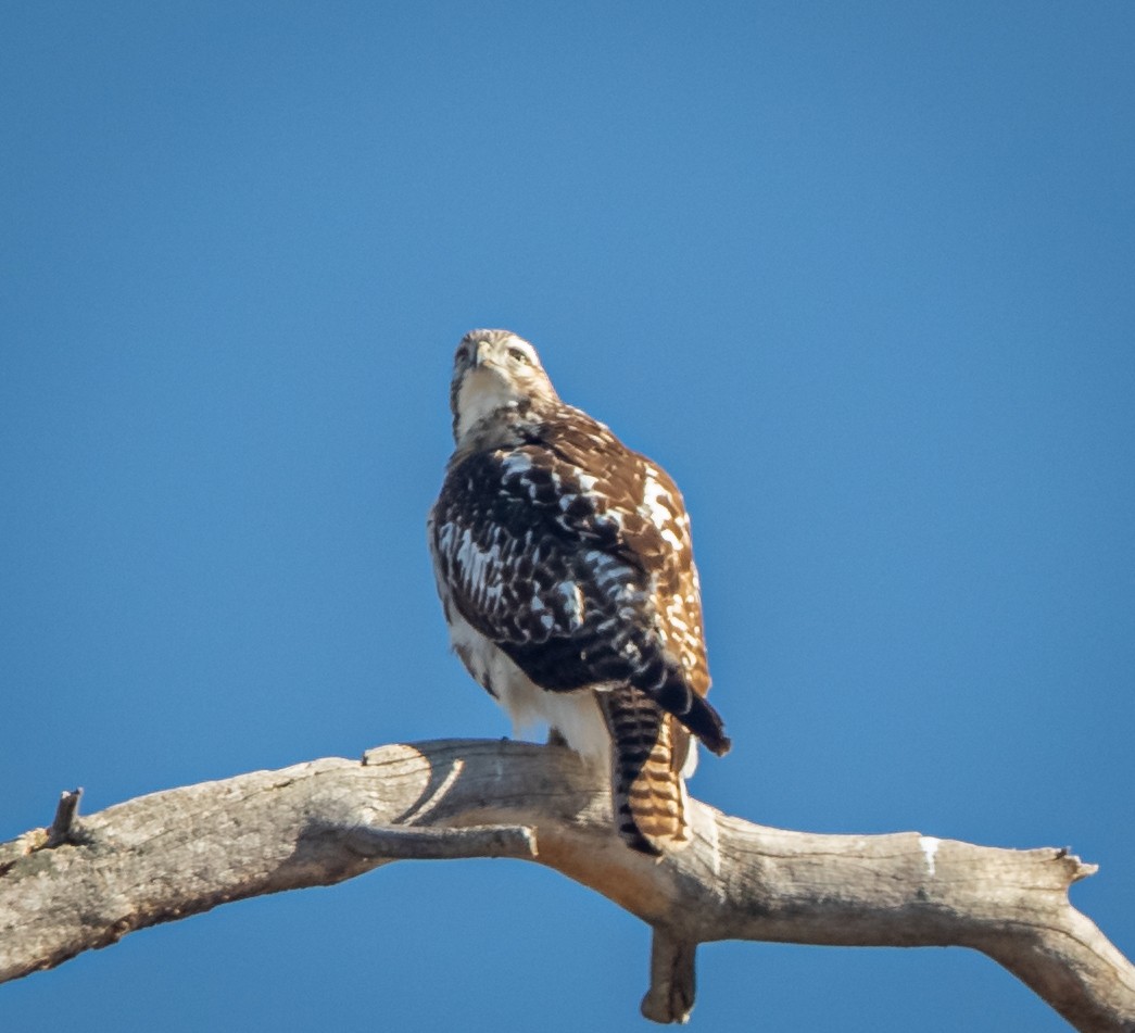 Red-tailed Hawk (calurus/alascensis) - ML415840271