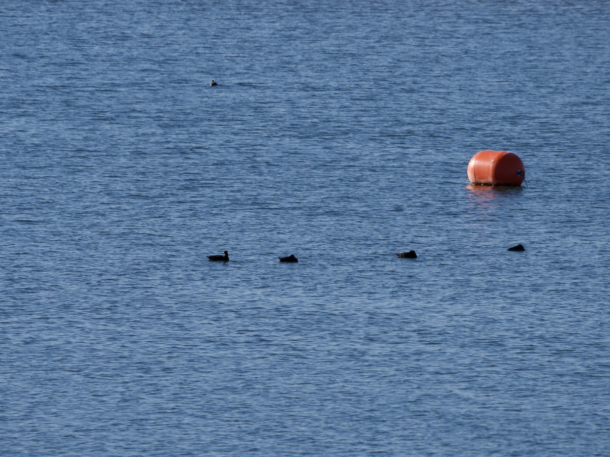 Surf Scoter - Laurie Foss