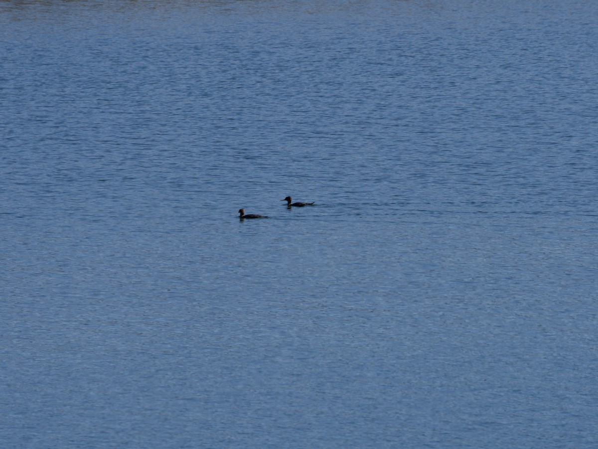 Red-breasted Merganser - ML415840441