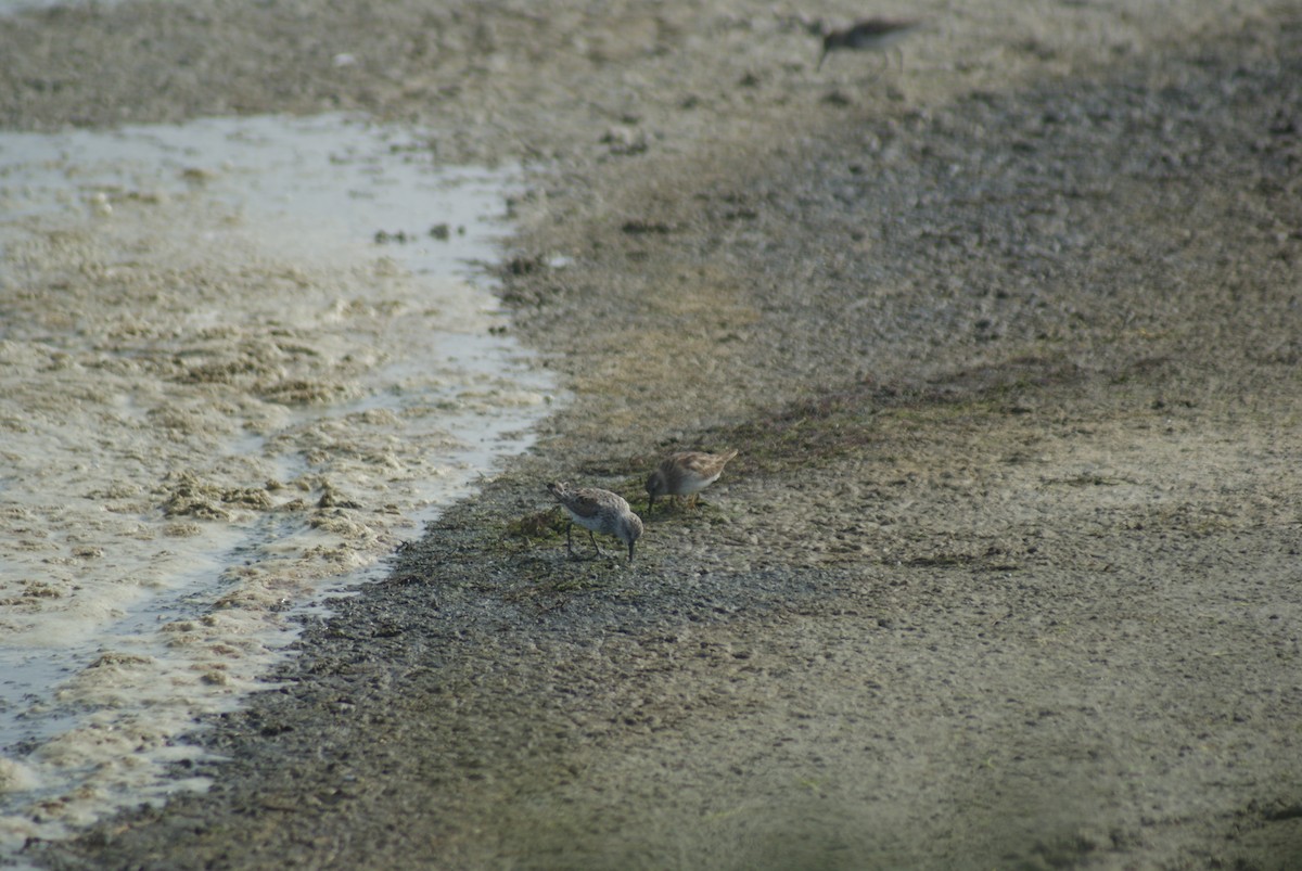 Western Sandpiper - ML41584081