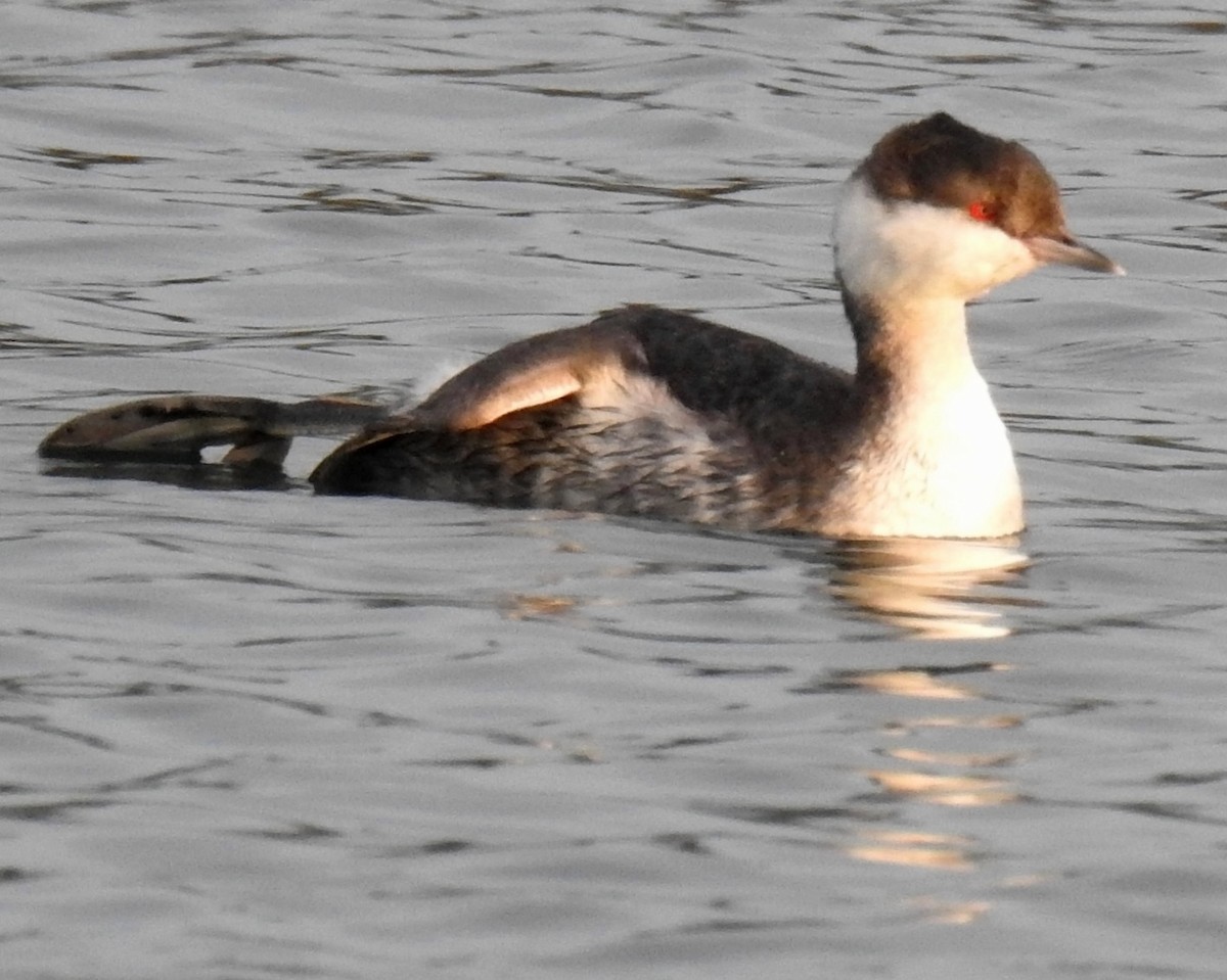 Horned Grebe - ML41584121