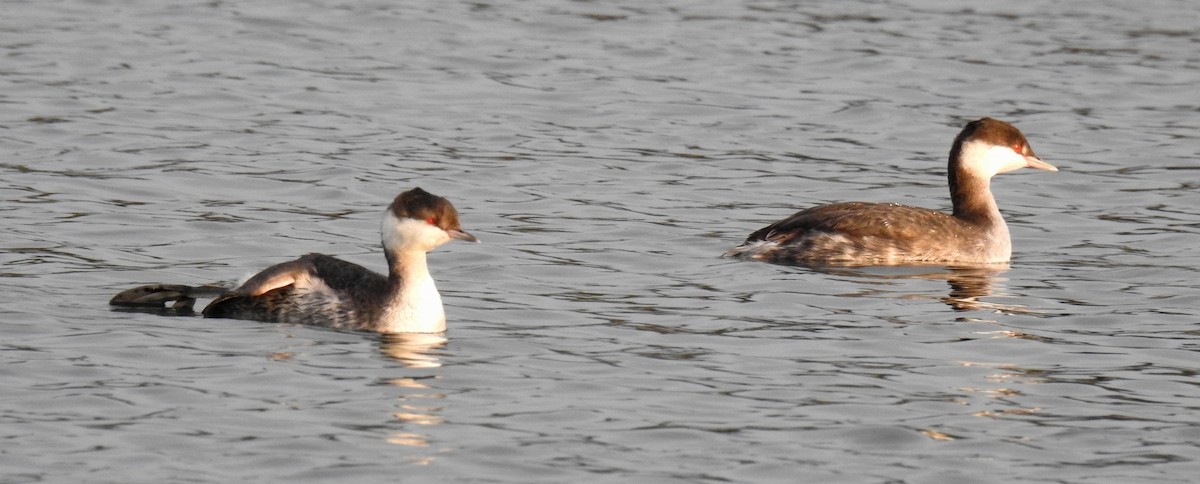 Horned Grebe - Jody  Wells